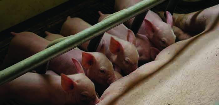 Сделали роботизированную систему клонирования свиней