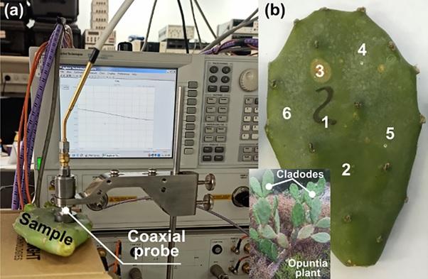Российские физики сделали Wi-Fi-антенну из кактуса