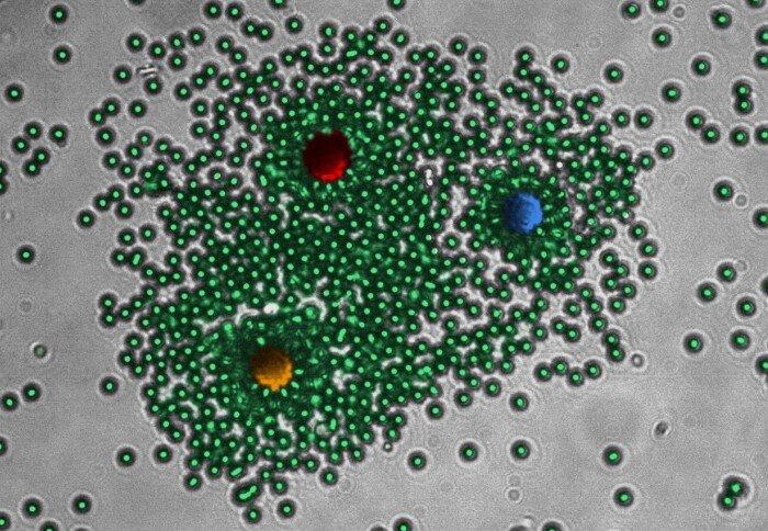 Разработали самоорганизующуюся лазерную систему, которая ведёт себя как живой организм