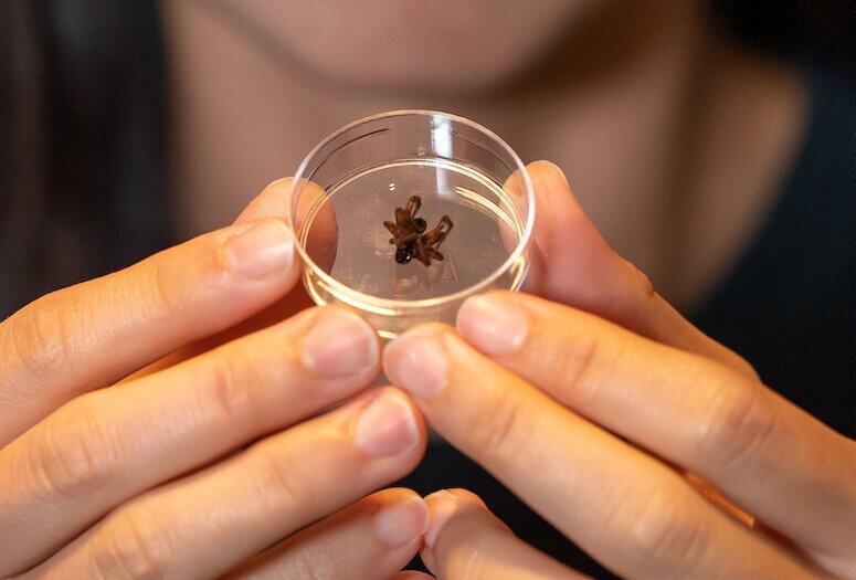 Придумали, как делать из мёртвых пауков механические захваты