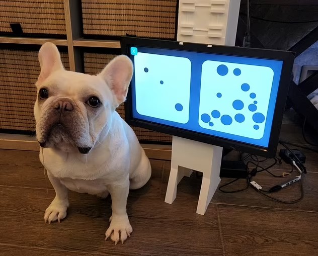 Разработали игровую приставку для собак