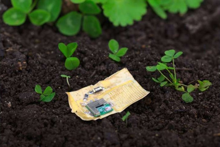 Придумали, как делать из шкурки грибов экологичные подложки для компьютерных чипов