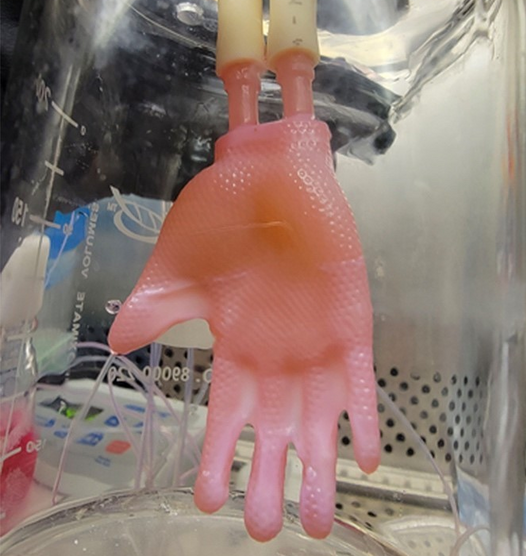 Разработали способ выращивать искусственную кожу сложной трёхмерной формы