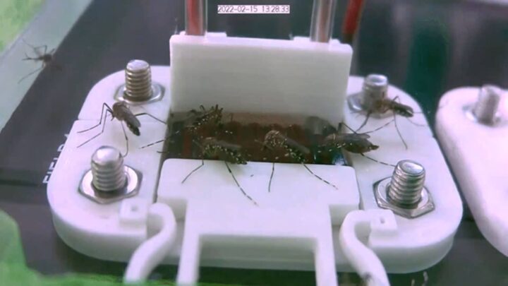 Сделали искусственную кожу, чтобы изучать укусы комаров на ней, а не на добровольцах и животных