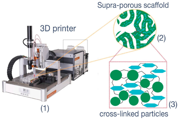 Российские учёные разработали новую технологию 3D-печати для восстановления костей
