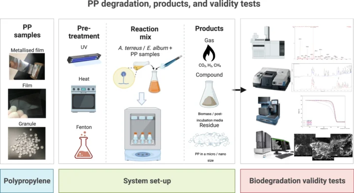 Придумали, как разлагать трудно перерабатываемый пластик с помощью грибов