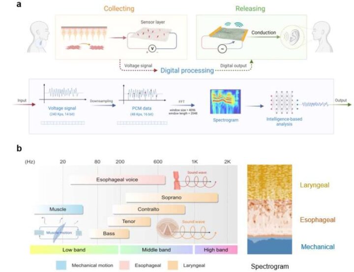 Создали искусственные голосовые связки на чипе, которые преобразуют шёпот и беззвучную речь в произношение с нормальной громкостью