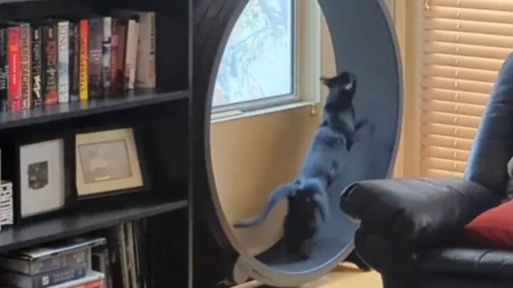 Технодурка: умное беговое колесо для кота