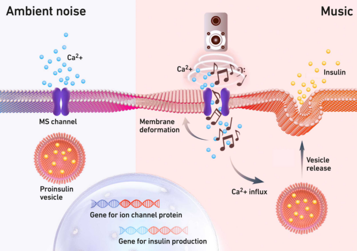 Разработали метод контроля высвобождения инсулина с помощью музыки