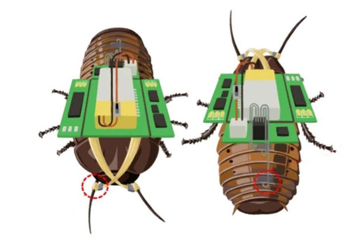 Придумали, как управлять тараканами, не причиняя им вреда