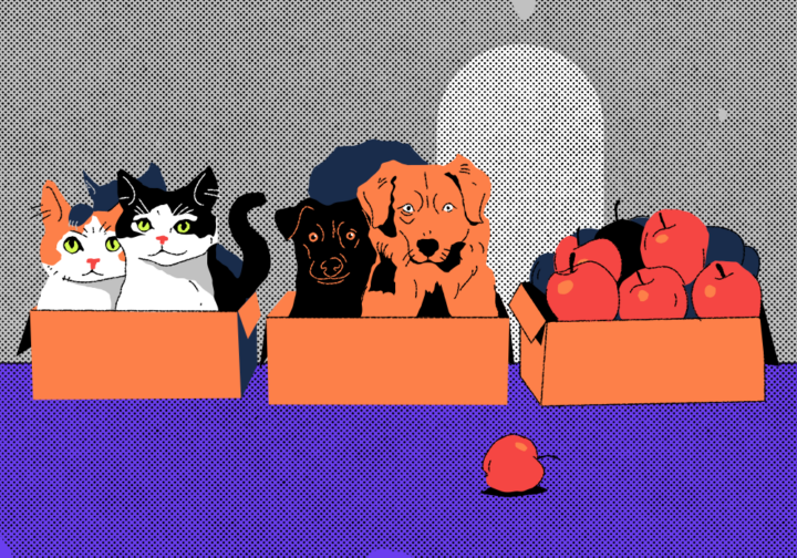 Что такое датасет и как его использовать