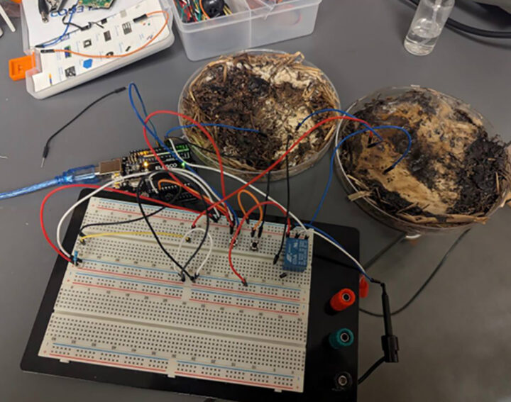 Компьютер на грибах собрали в США